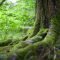 Close-up of a moss-covered tree trunk in a vibrant green forest, showcasing natural beauty.